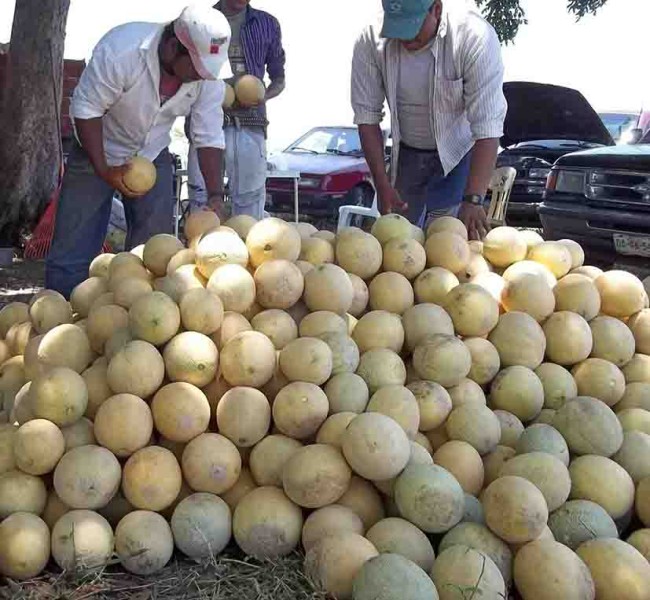Cae producción de melón por sequía