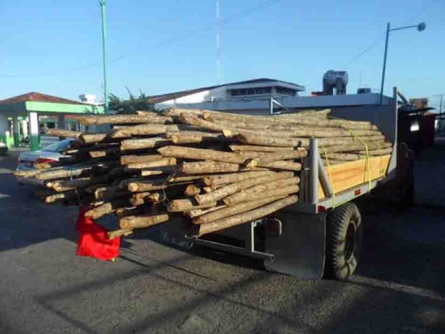 Policías coludidos con traficantes de madera