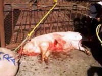 Urge regular matanza clandestina de cerdos