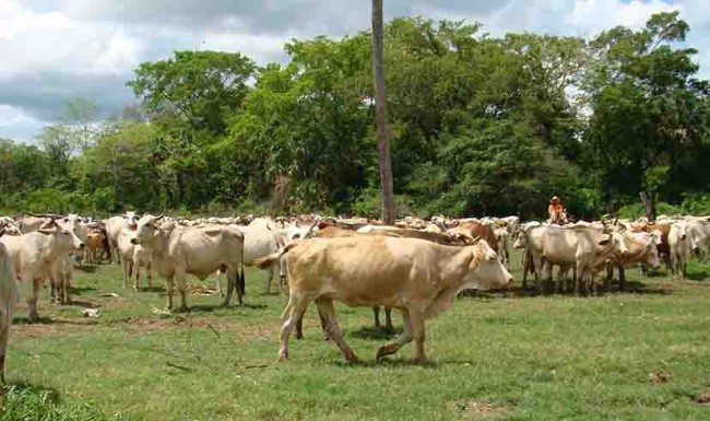 Apoyarán a productores para pagar sus pólizas