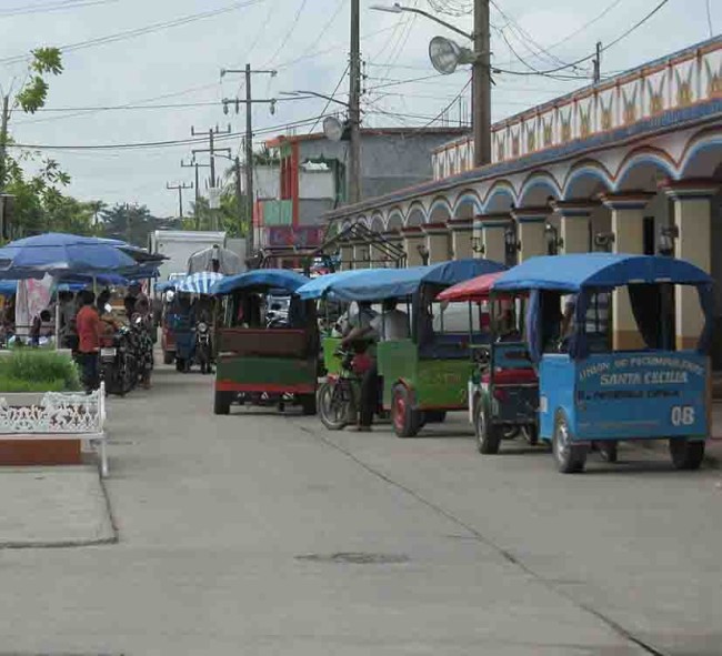 Protegidos por transporte  aumentan los “pochis”