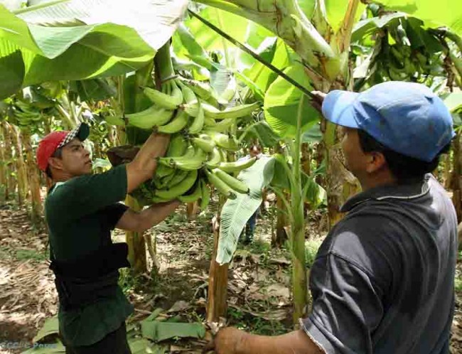 Plátano de calidad, sin apoyo