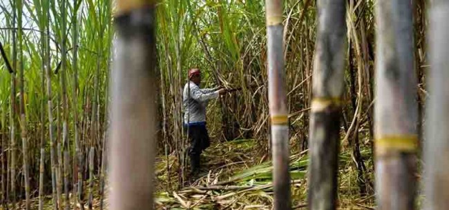 Alertas cañeros por la presencia del “Salivazo”