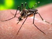 Familias temen brote de dengue