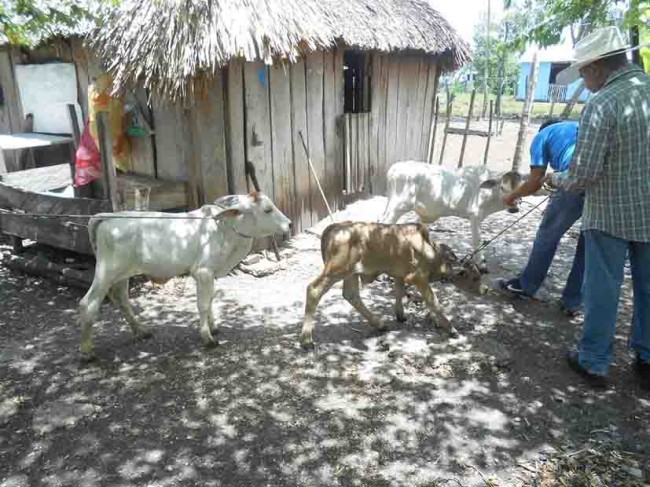 Recuperan semovientes  robados en Balancán