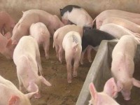 Alertan por entrada de ‘cerdos contaminados’