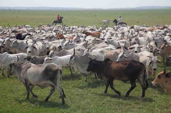 Es urgente una procesadora de leche en Tabasco