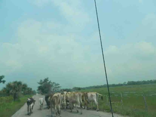 Daña sequía a la ganadería