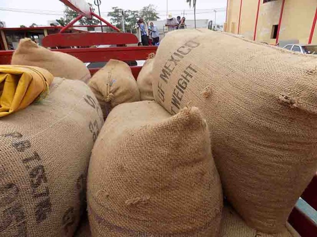 Cacaoteros tendrán cosecha récord: Avalos