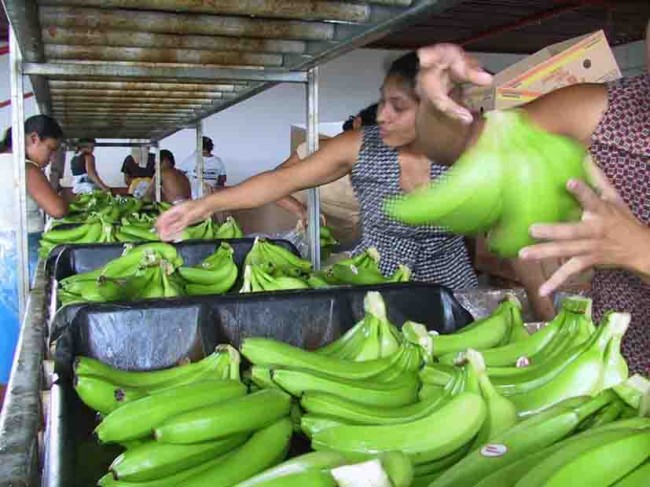 Aplicarán mil mdp a la  exportación de plátano