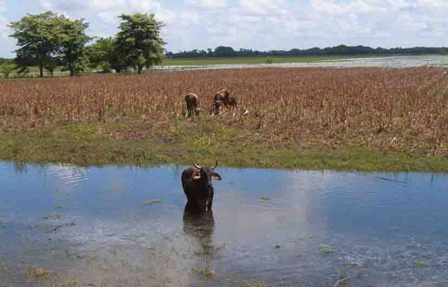 Bajó el Usumacinta deja fuertes daños