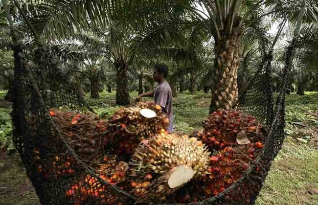 Urge rescatar producción  de la “palma de aceite”