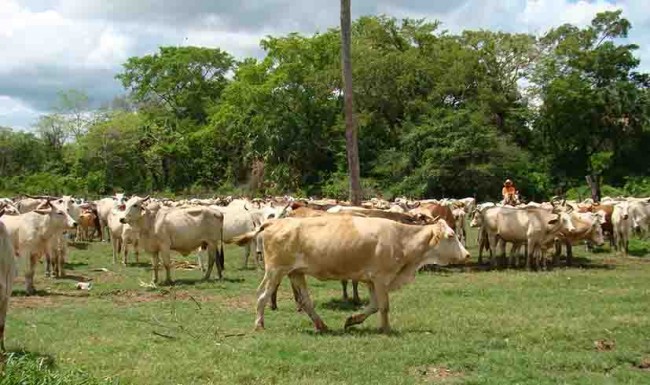 Aumenta el robo de ganado en Jonuta