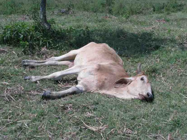 Muere ganado por neumonía en Jonuta