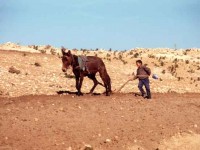Miseria y muerte por sequía en Marruecos