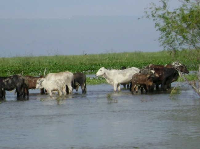 Sector agropecuario en la lona por las inundaciones