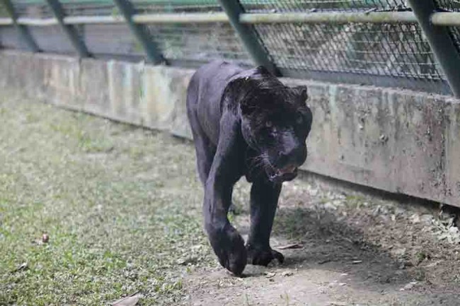 Llega jaguar ‘El Negro’  a 22 años de edad