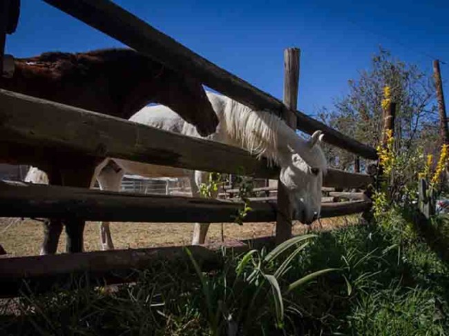 Roban caballos, los matan  y venden la carne a taqueros