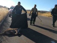 Arrollan a puma y lo  abandonan en carretera