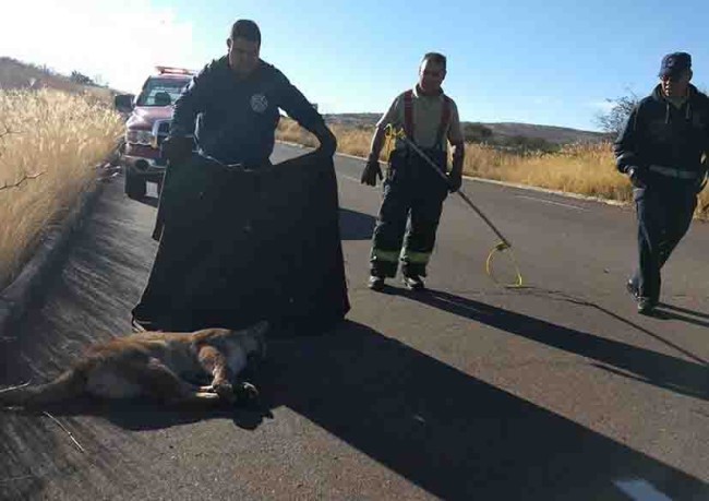 Arrollan a puma y lo  abandonan en carretera