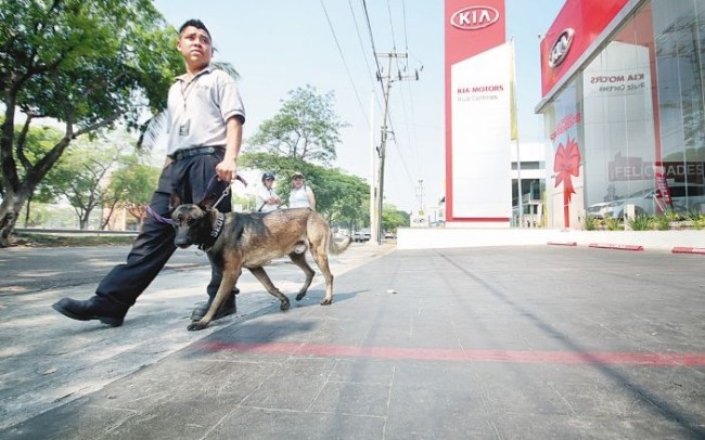 Repunta el servicio  de perros guardianes