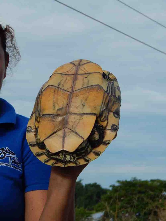 Inició la Cuaresma y la caza de animales exóticos