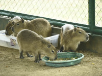 Aumenta Yumká  su fauna con  cuatro capibaras