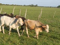 Poca producción de leche afecta a los ganaderos