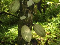 Producción de cacao va desapareciendo en Paraíso