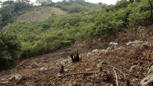 Deforestan bosques para sembrar maíz y pastizales