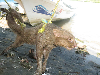 Capturan pescadores de  Paraíso un “Jaguarundi”