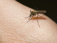 Más casos de dengue en Jalpa