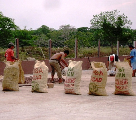 Productores de cacao cumplen objetivo