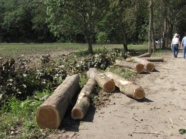 Tabasco, uno de los estados  del país más deforestado