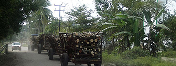 Aumenta la tala de árboles maderables