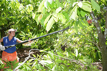 Combaten la monilia con poda de las plantaciones