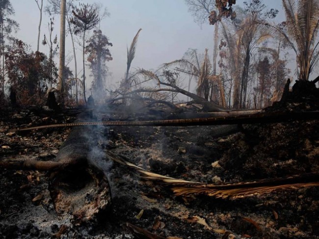 Países ricos  donarán 20 mdd  para la amazonia