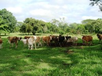 Abigeos siguen  robando ganado