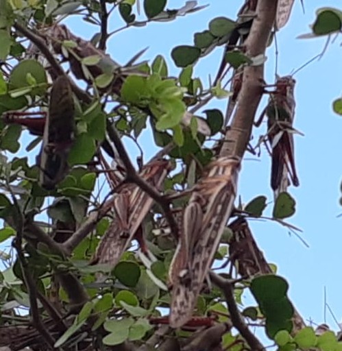 Plaga de chapulines