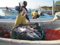 Sector pesquero espera repuntar