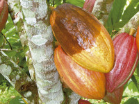 Cae producción en fincas cacaoteras