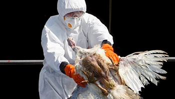 Resurge gripe aviar en Filipinas