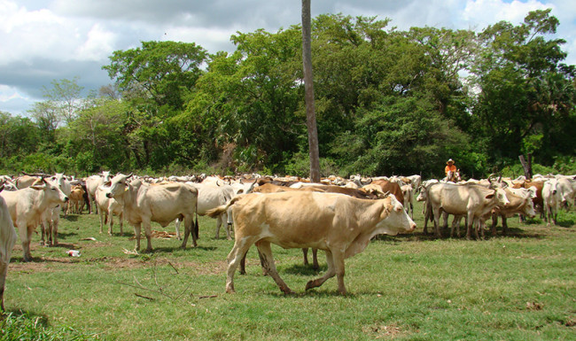 Ganaderos protegen a sus animales en zonas altas