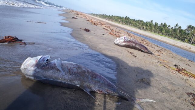 Aparecen más peces muertos