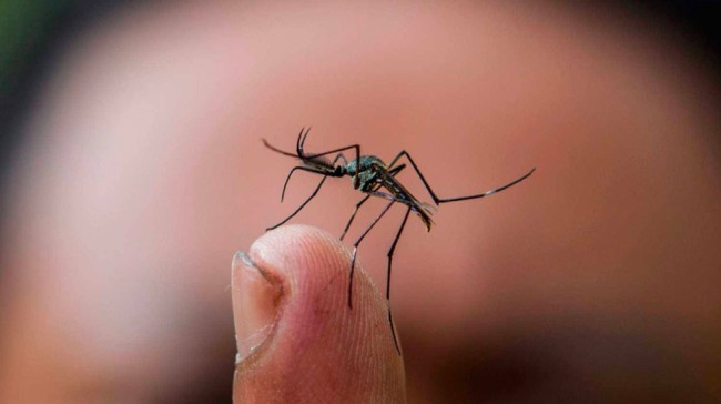 Mueren nueve personas de dengue, en lo que va del año