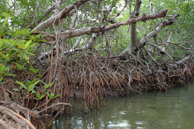 Aumenta el saqueo  ilegal de manglares