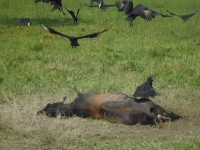 Muere ganado de hambre ante la falta de pastura