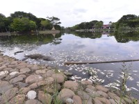 Mortandad de peces en  Laguna de las Ilusiones