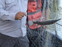 Asegura Conapesca redes de pesca prohibidas
