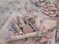 Vasijas y restos de osamenta en excavación
